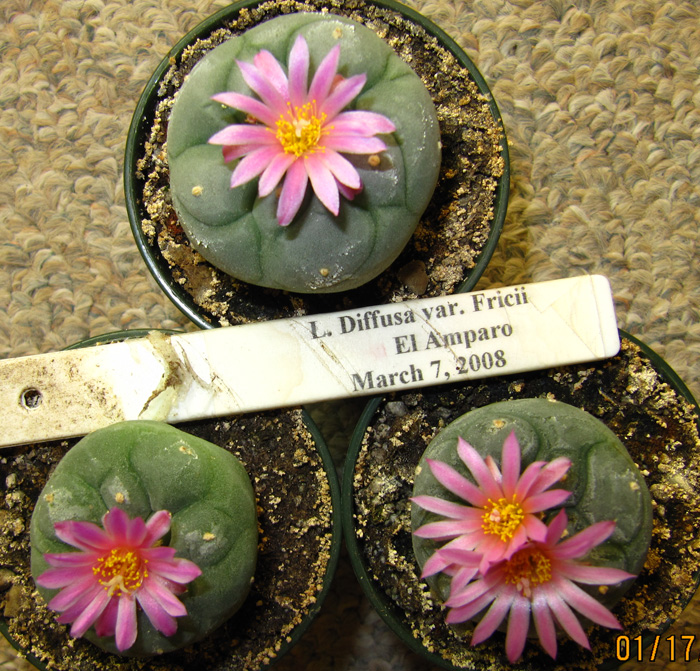 Lophophora Diffusa var. fricii from El Amparo flower variations